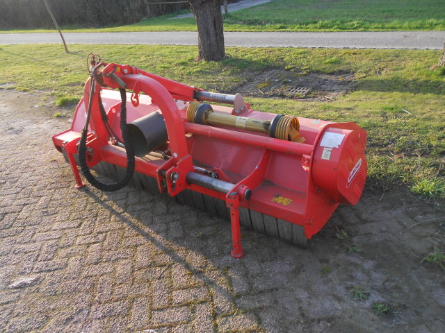 maschio tigre 250